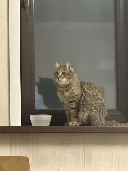 Отдам даром кота