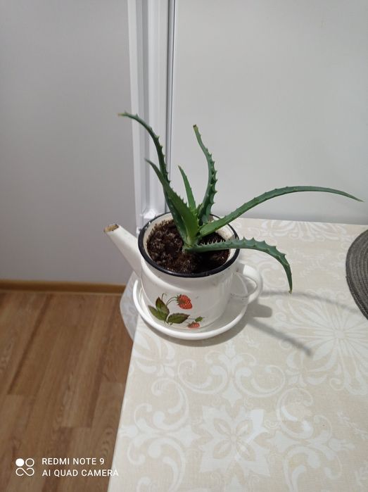 Хобби, украсили наш дом.