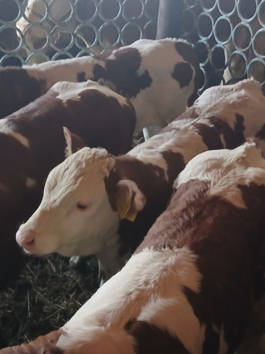 Vând viței înțărcați
