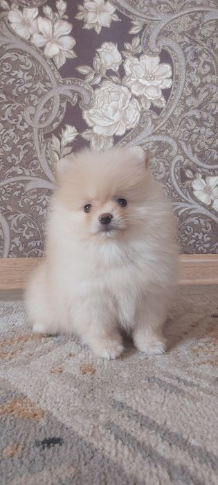 Шпицы кремовые готовы к переезду
