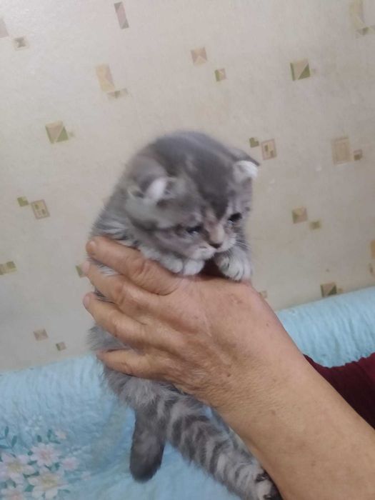 продам котят (шотланцы)