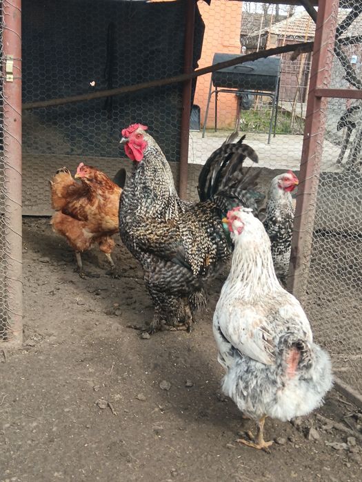 Vând Cocoș de rasă