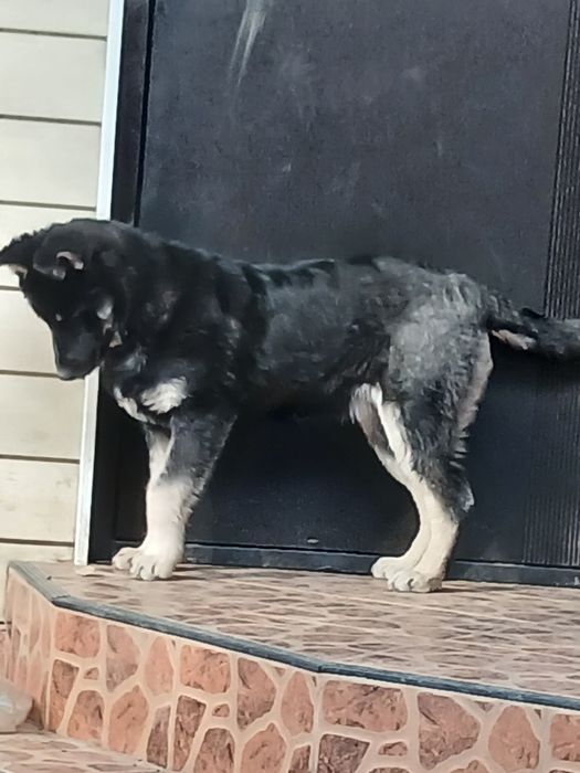 Щенок восточно=европейской овчарки