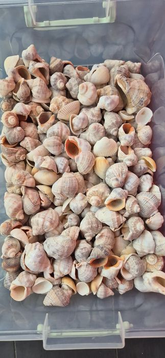 Scoici naturale pentru activitati handmade