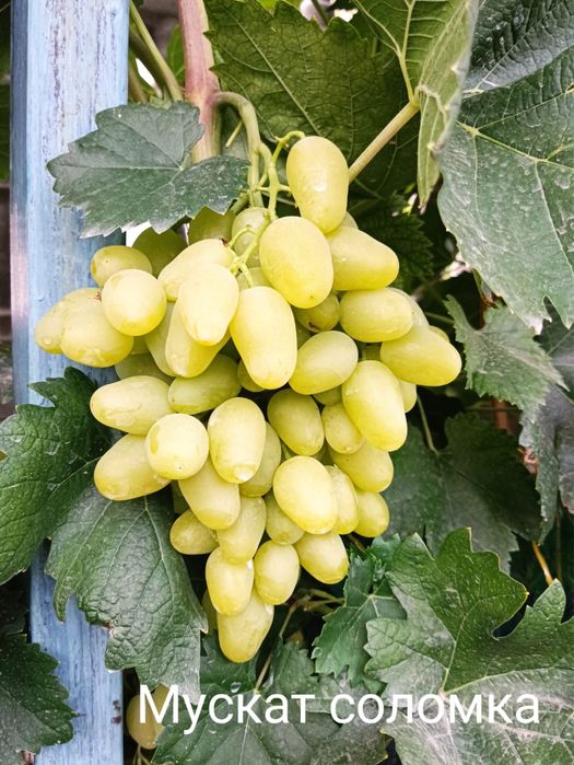 Саженцы винограда