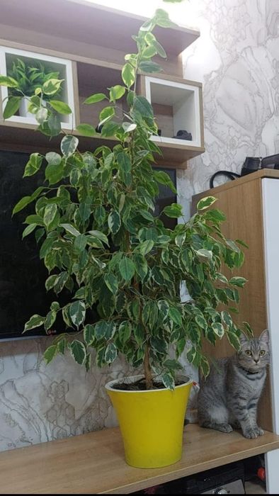 Продам комнатный цветок фикус Бенджамин высота 1,5 м пушистый красивый