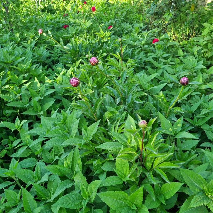 Эксклюзивные букеты(Eksklyuziv buketlar)