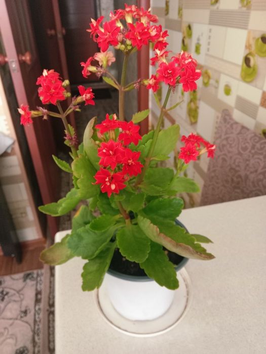 Каланхоэ цветущий красный