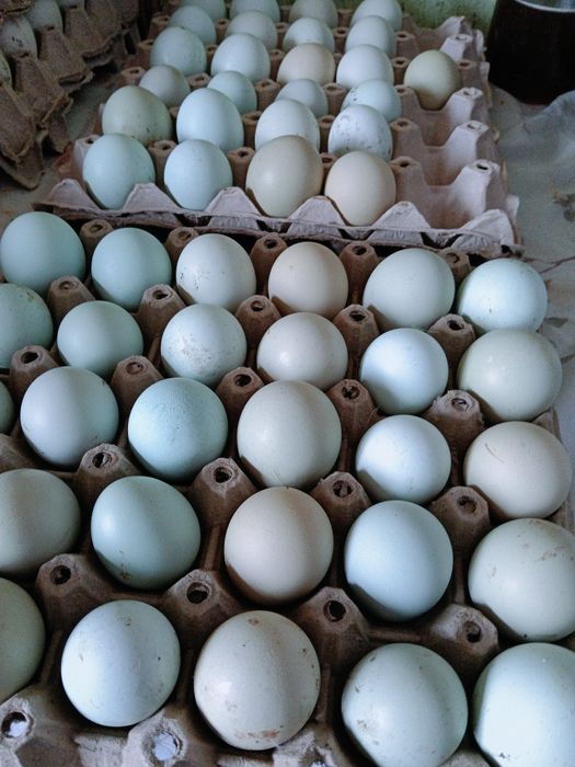 Яйца, патета, пилета, пъдпъдъци,копринки.