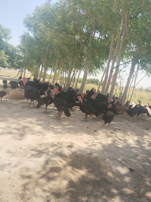 Kurka Tovuq mol bozor