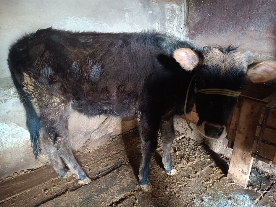 Таналар сатылады