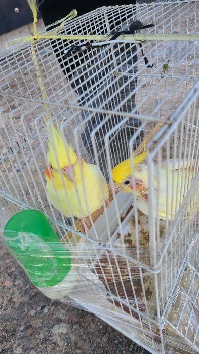 нерозлушка vs Carolla