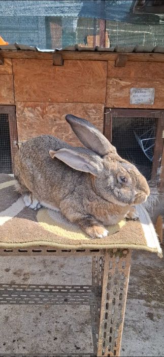 Femelă uriaș german linie foarte bună