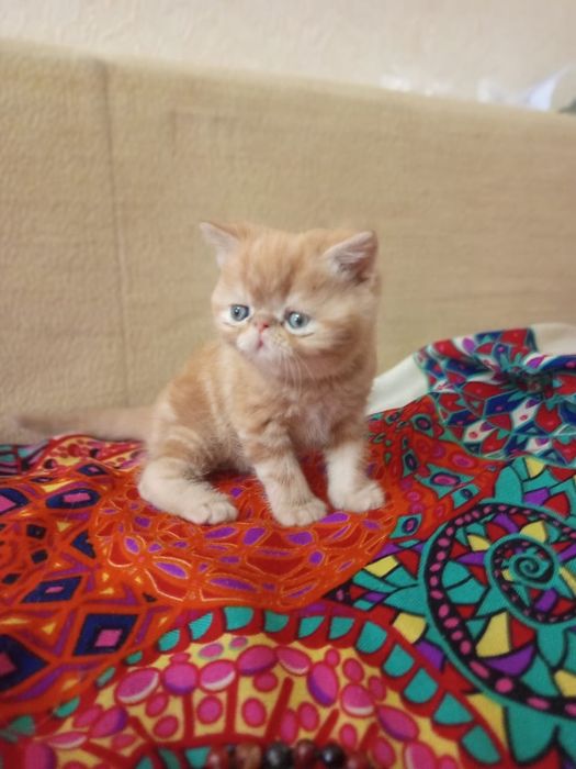 Плюшевые экзотики