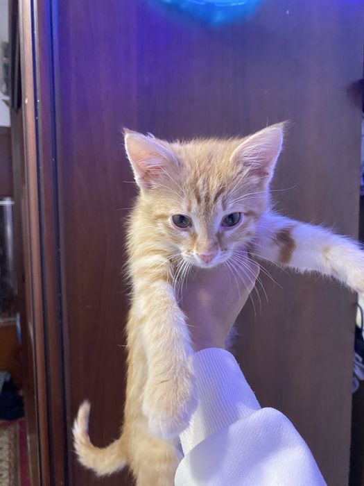 котенок 2 месяца