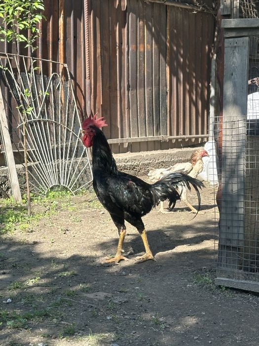 Продам февральских даканов чолпан