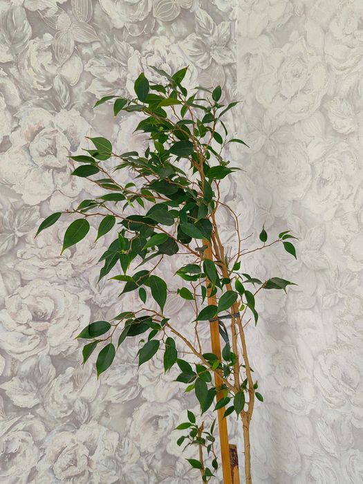 Цветы и Растения