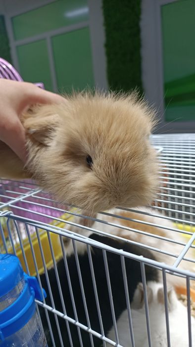 Вислоухие кролики декоративные