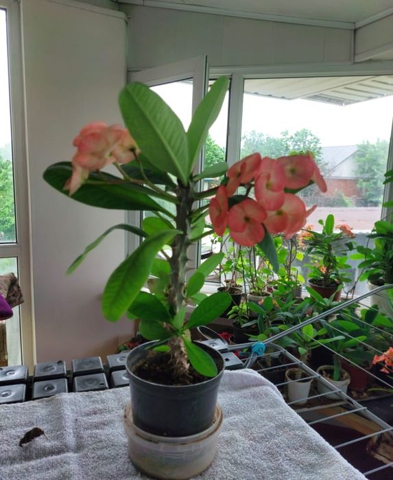 Комнатное растение Молочай Миля