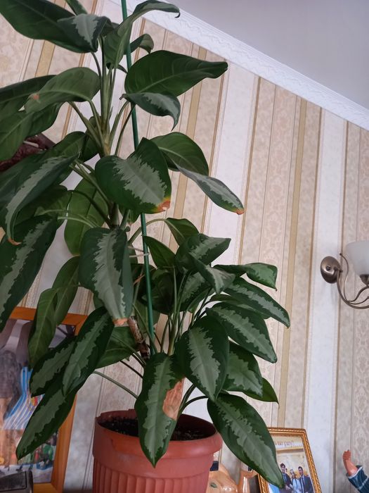 Продаются комнатные цветы