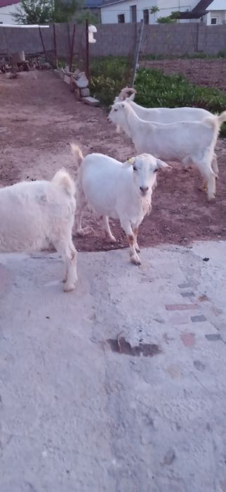 Заанен сүтті ешкілер