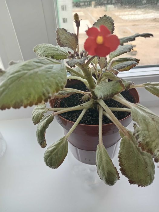 Комнатные растения