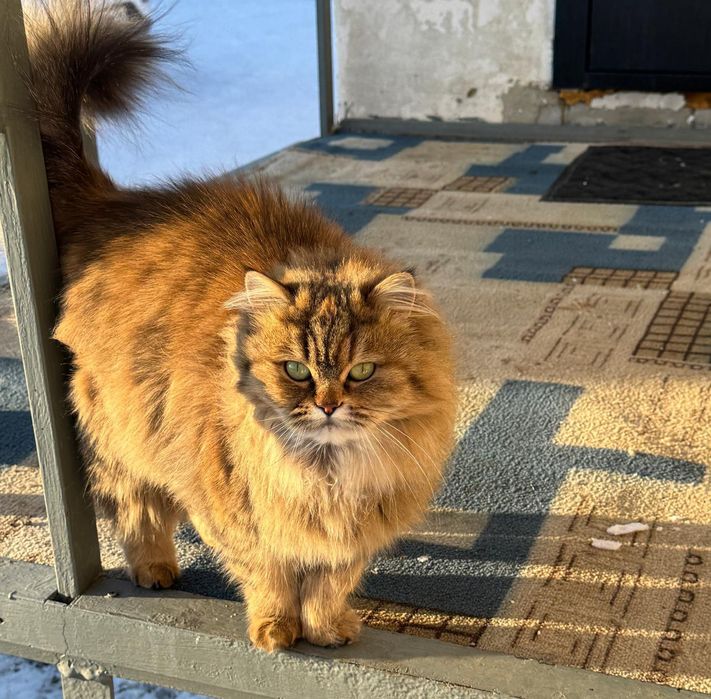 Отдам кошку в добрые руки