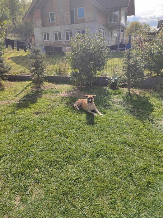 Donez doi câini - împreună sau separat