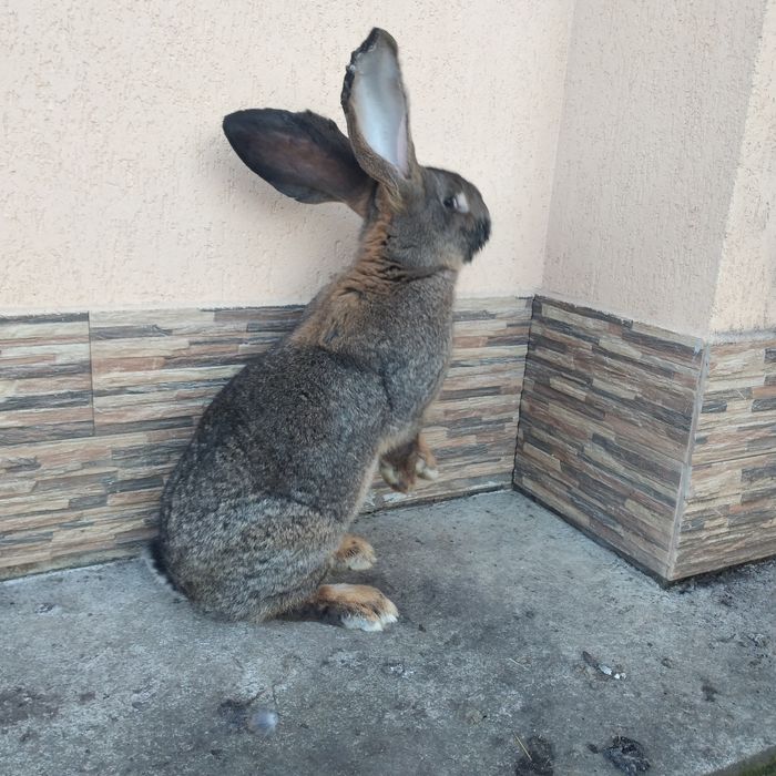 Vînd Femela și mascul uriaș german gri