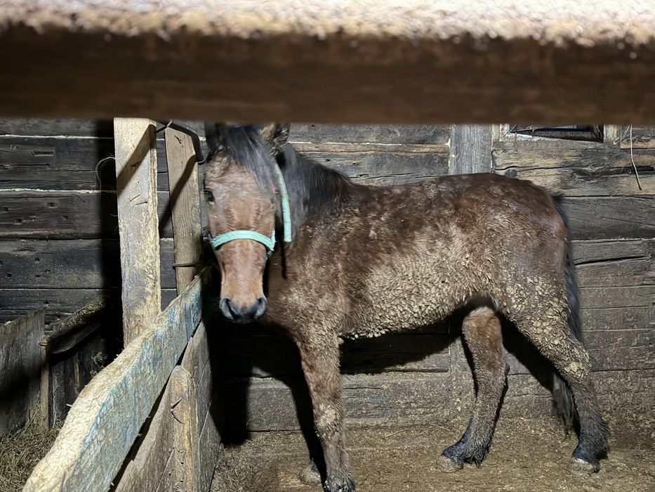 Байтал  сатылады.