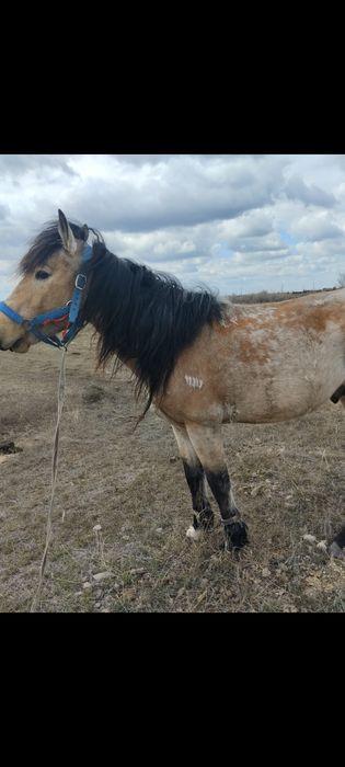 Жеребец рабочий.