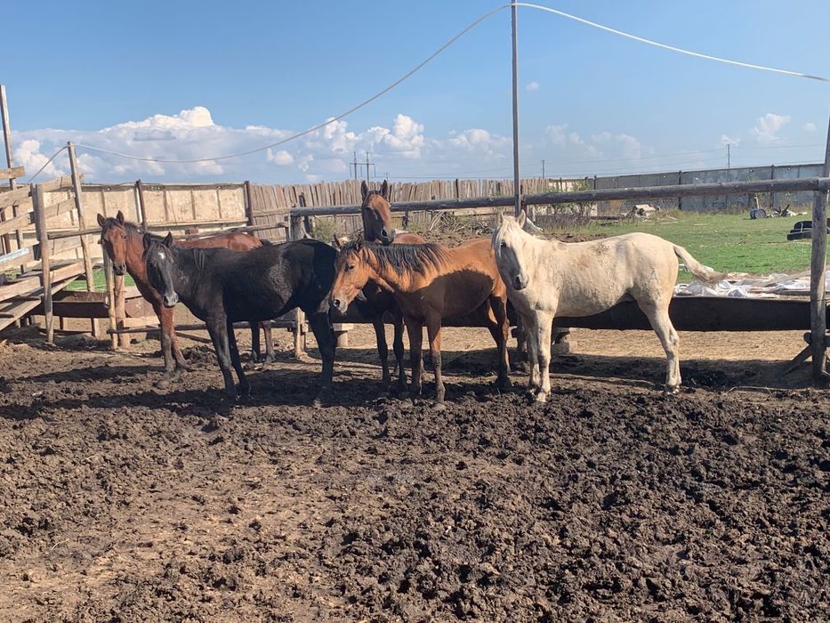 Продам лошадей с откорма