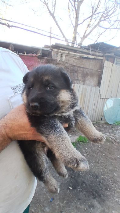 Ценок немецкая овчарка 1 месяц готов на продажу 150$