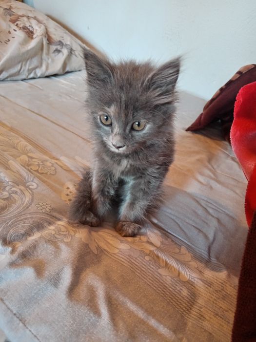 Mushukcha Sotiladi Surxondaryoda