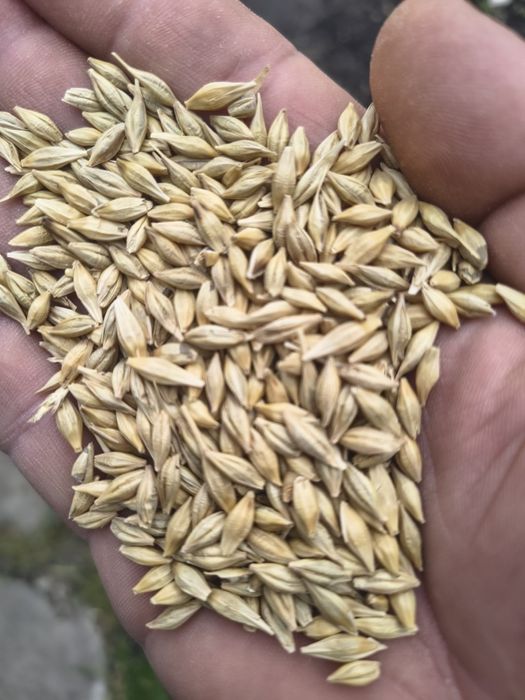 Orzoiaca calitate