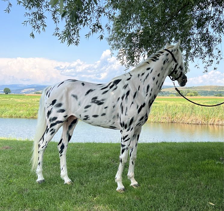 Armăsar Appaloosa echitație călărie