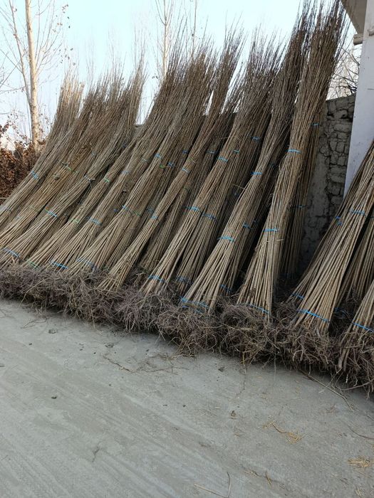 Dexqondan Terak koʻchatlari sotuv va ekishga tayyor dastavka vodiyga