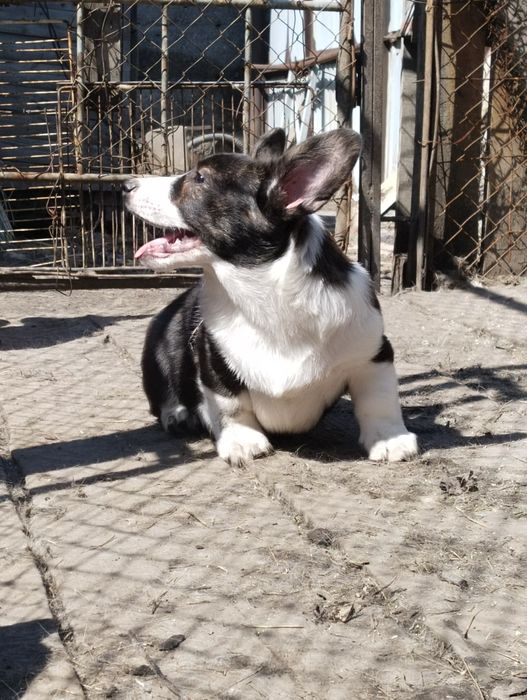 Щенки вельш корги кардиган