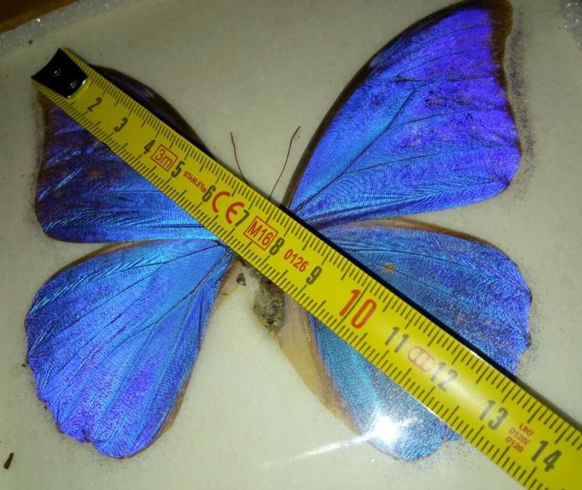 Fluture Morpho Anaxibia inramat