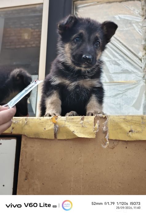 Toza qonlik Afcharka kuchuklari sotiladi