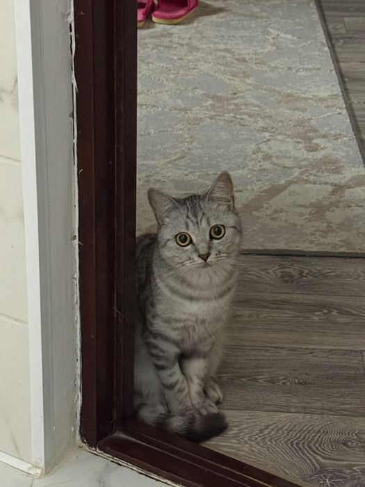 Продается кошка стермлизованная