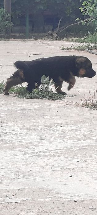 Немецкий Овчарка Күшік Ұрғашы