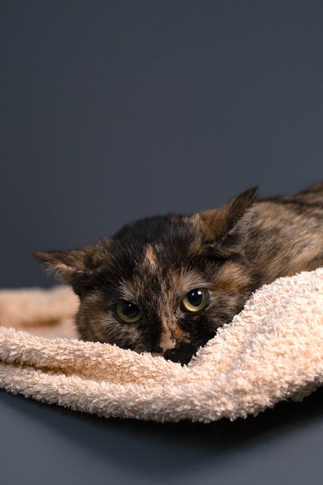 Котенок - девочка , 6 мксяцев.