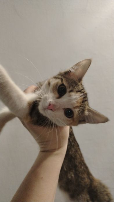срочно отдам котят. привезу сама