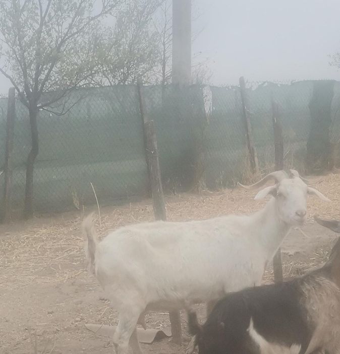 Capră de văzare bună