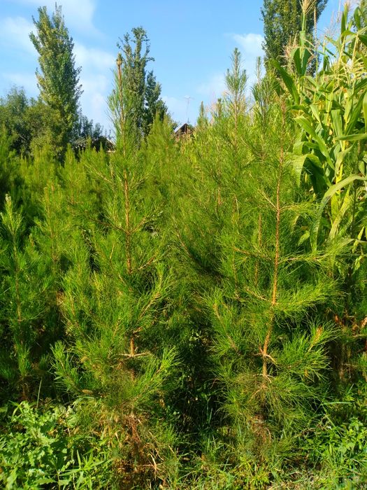 Арча кучатлар.  50cм дан 4 метргача