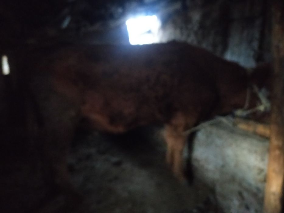 Сиыр жасы 4тесоғымға