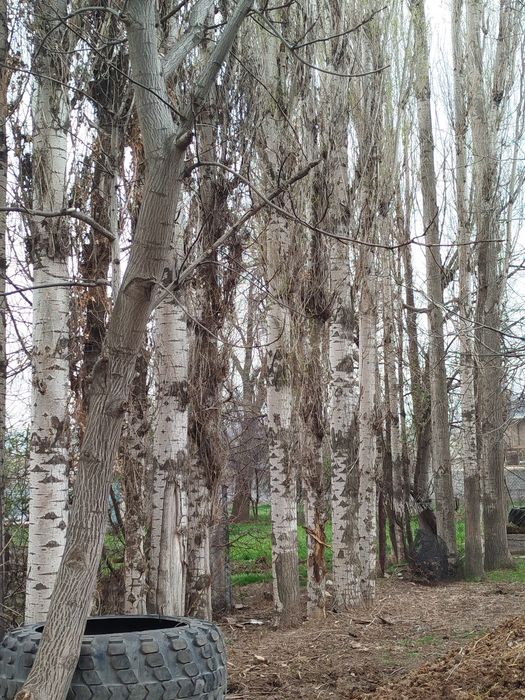 Терек  сатылады.