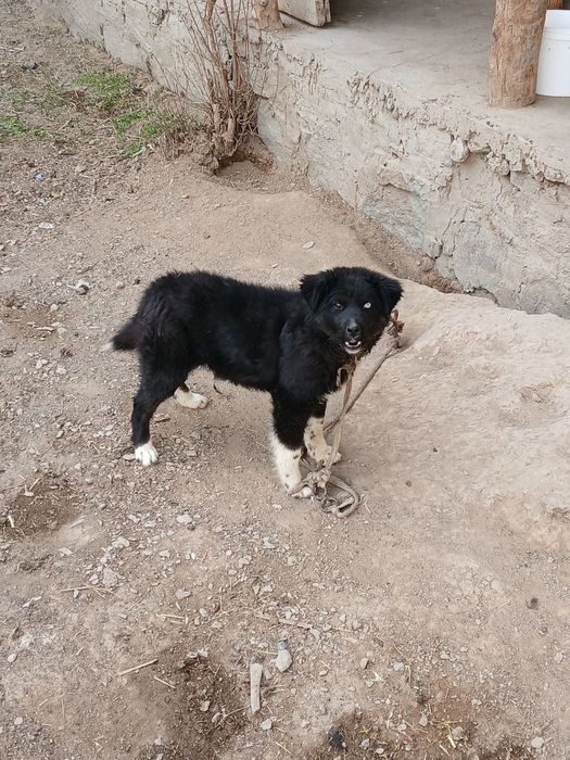 3 ойлик кучук сотилади онаси хаски отаси лайка бир кузи кук