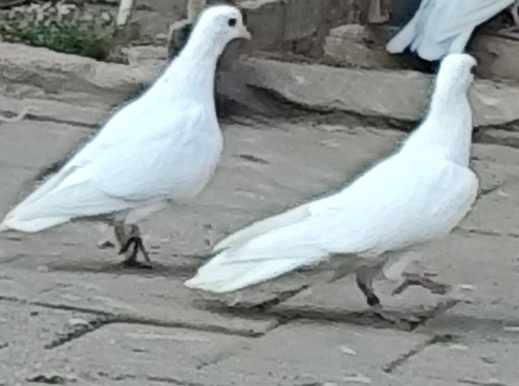 Продам голуби разные.